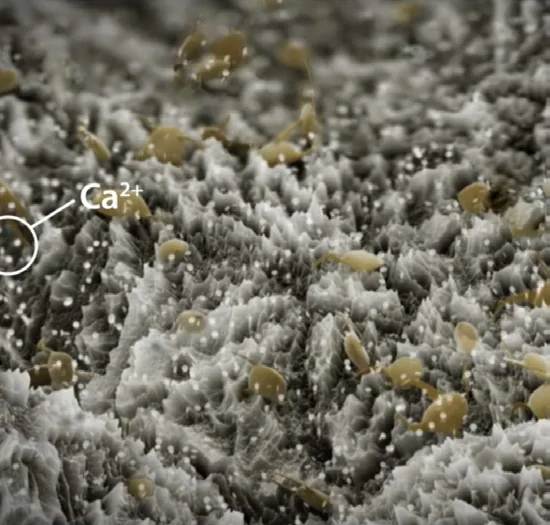 Electron-microscope view of the UnicCa® surface with calcium ions